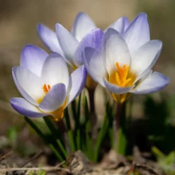 Krokus 'Blue Pearl' (x10) - Der erste Frühlingsgruß