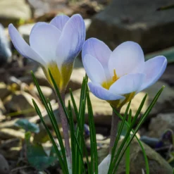 Krokus 'Blue Pearl' (x10) - Der erste Frühlingsgruß