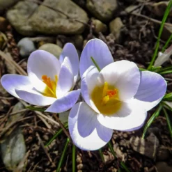 Krokus 'Blue Pearl' (x10) - Der erste Frühlingsgruß