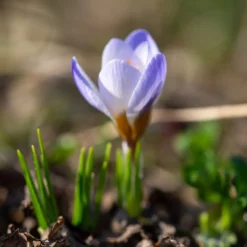 Krokus 'Blue Pearl' (x10) - Der erste Frühlingsgruß