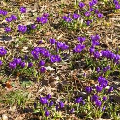 Krokus ‘Flower Record’ (x15) - Der erste Frühlingsgruß