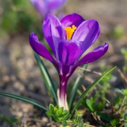 Krokus ‘Flower Record’ (x15) - Der erste Frühlingsgruß