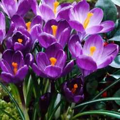 Krokus ‘Flower Record’ (x15) - Der erste Frühlingsgruß
