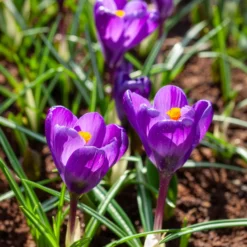 Krokus ‘Flower Record’ (x15) - Der erste Frühlingsgruß