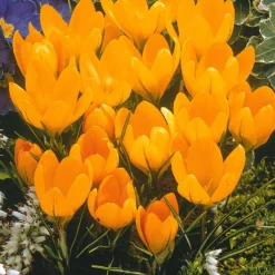 Krokus-Mischung mehrfarbig (x60) - Der erste Frühling im Garten