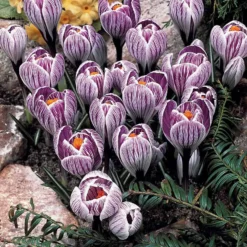 Krokus-Mischung mehrfarbig (x60) - Der erste Frühling im Garten