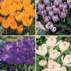 Krokus-Mischung mehrfarbig (x60) - Der erste Frühling im Garten