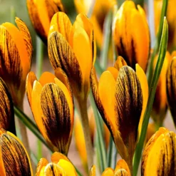 Krokus 'Orange Monarch' (x15) - Oranges Blütenfeuer im Februar