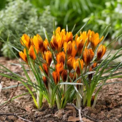 Krokus 'Orange Monarch' (x15) - Oranges Blütenfeuer im Februar