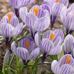 Krokus 'Pickwick' (x15) - Gestreifte Frühlingsboten