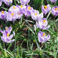 Krokus 'Pickwick' (x15) - Gestreifte Frühlingsboten