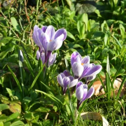Krokus 'Pickwick' (x15) - Gestreifte Frühlingsboten