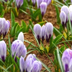 Krokus 'Pickwick' (x15) - Gestreifte Frühlingsboten