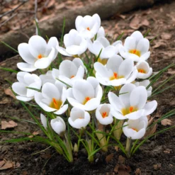 Krokusse Ard Schenk - Weiß leuchtet im Winter
