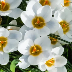 Krokusse Ard Schenk - Weiß leuchtet im Winter