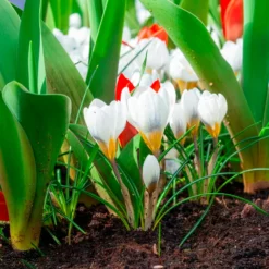 Krokusse Ard Schenk - Weiß leuchtet im Winter