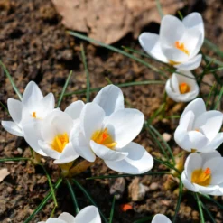 Krokusse Ard Schenk - Weiß leuchtet im Winter