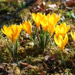 Krokusse Gelbe Riesen (x15) - Sonnengelb schon im Februar