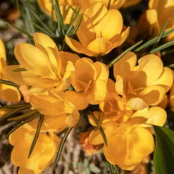 Krokusse Gelbe Riesen (x15) - Sonnengelb schon im Februar