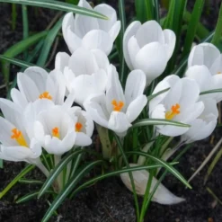 Krokusse ‘Jeanne d’Arc’ (x15) - Reinweiß, sobald der Schnee weicht