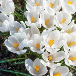 Krokusse ‘Jeanne d’Arc’ (x15) - Reinweiß, sobald der Schnee weicht