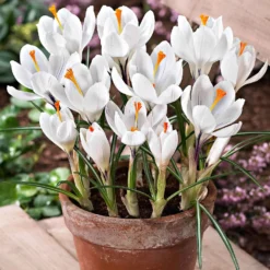 Krokusse ‘Jeanne d’Arc’ (x15) - Reinweiß, sobald der Schnee weicht