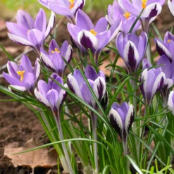 Krokusse Spring Beauty (x10) - Blüten schon im Februar