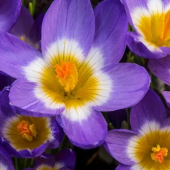 Krokusse Sublime Tricolor - Dreifarbige Blüten im März