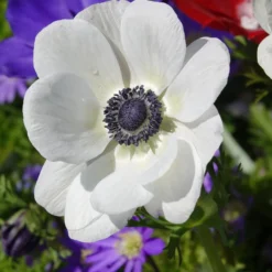 Kronen-Anemonen ‘The Bride’ - Reines Weiß im Frühling