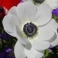 Kronen-Anemonen ‘The Bride’ - Reines Weiß im Frühling