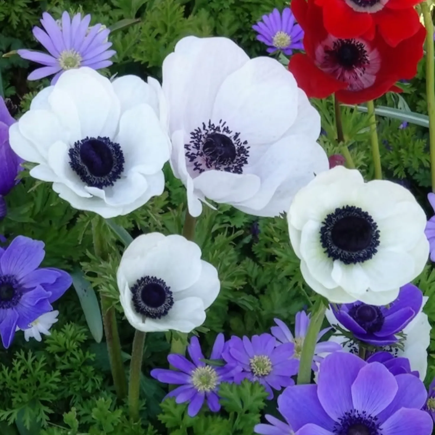 Kronen-Anemonen ‘The Bride’ - Reines Weiß im Frühling