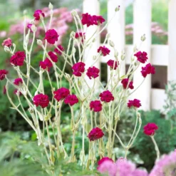 Kronen-Lichtnelke 'Gardeners World' - Fuchsia, das sofort auffällt