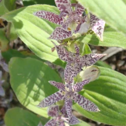 Krötenlilie 'Miyazaki' (Tricyrtis) - Exotik für den Schatten