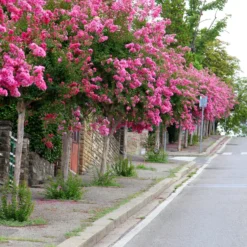 Kräuselmyrte ‘Turenne’ rosa - Blütenzauber den ganzen Sommer