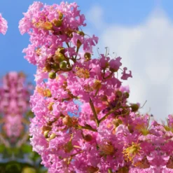 Kräuselmyrte ‘Turenne’ rosa - Blütenzauber den ganzen Sommer