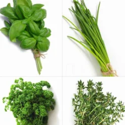 Kräuterpflanzen-Kollektion Basilikum, Schnittlauch, Petersilie, Thymian (x4) - Duftende Mischung für frische Gerichte