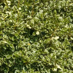 Küsten-Griselinie ‘Variegata’ - Sofort mehr Licht im Beet