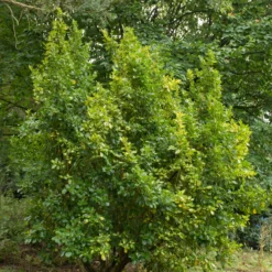 Küsten-Griselinie ‘Variegata’ - Sofort mehr Licht im Beet