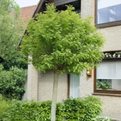 Kugelakazie auf Stamm - Perfekte Kugel, null Schnitt