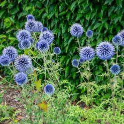 Kugeldistel - Blaue Kugeln für Bienen