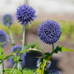 Kugeldistel Blue Globe - Blaue Kugeln, echter Blickfang