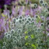 Kugeldistel Star Frost - Silberkugeln im Sommerbeet