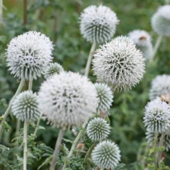 Kugeldistel Star Frost - Silberkugeln im Sommerbeet
