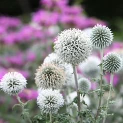 Kugeldistel Star Frost - Silberkugeln im Sommerbeet