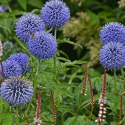 Kugeldistel ‘Veitch’s Blue’ - Stahlblaue Kugeln im Beet