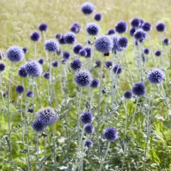 Kugeldistel ‘Veitch’s Blue’ - Stahlblaue Kugeln im Beet