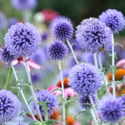 Kugeldistel ‘Veitch’s Blue’ - Stahlblaue Kugeln im Beet