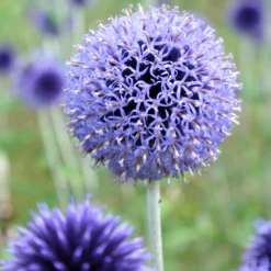 Kugeldistel ‘Veitch’s Blue’ - Stahlblaue Kugeln im Beet