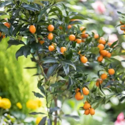 Kumquat - Zitrusfrüchte zum Reinbeißen