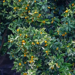 Kumquat - Zitrusfrüchte zum Reinbeißen